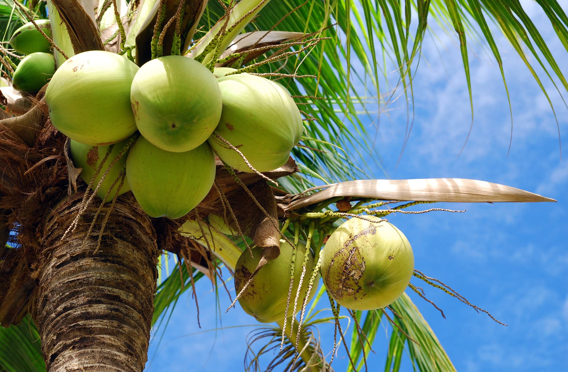 “Coconuts and coconut cultivation are so old, we don't know where on Earth they originated.”